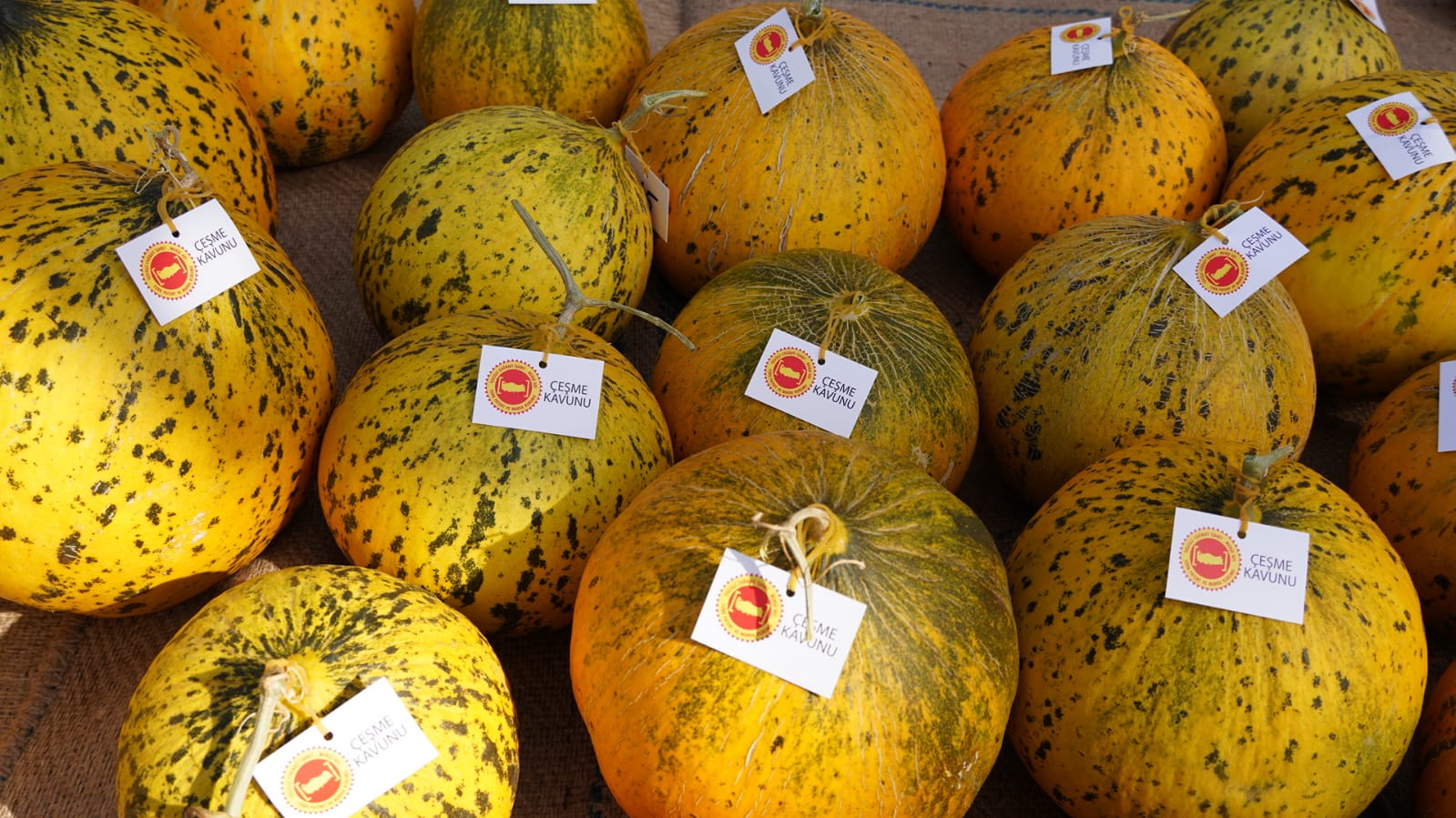 Çeşme Ovacık Chios Sheep and Melon Festival